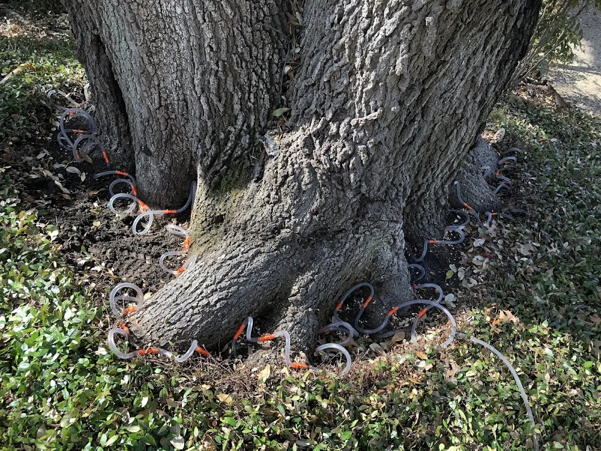 Detailed Tree Cabling and Bracing job site in Allen