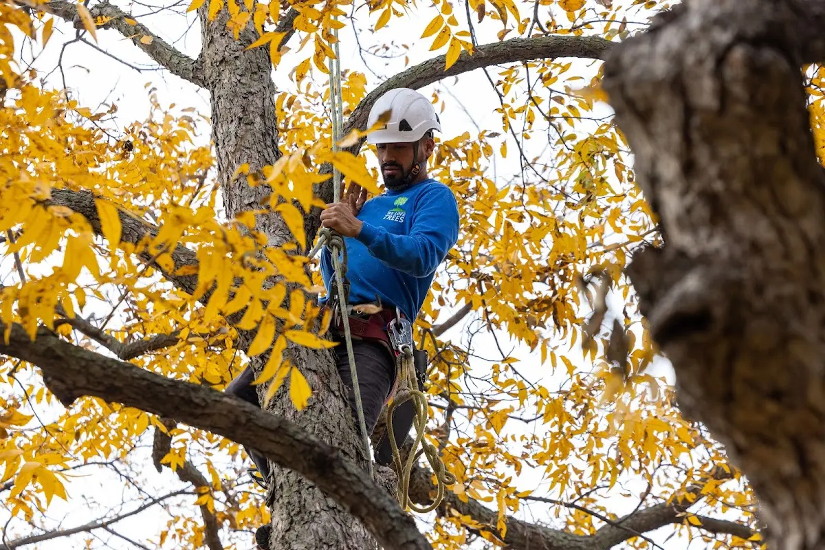 Skilled Storm Damage Cleanup crew working in Allen
